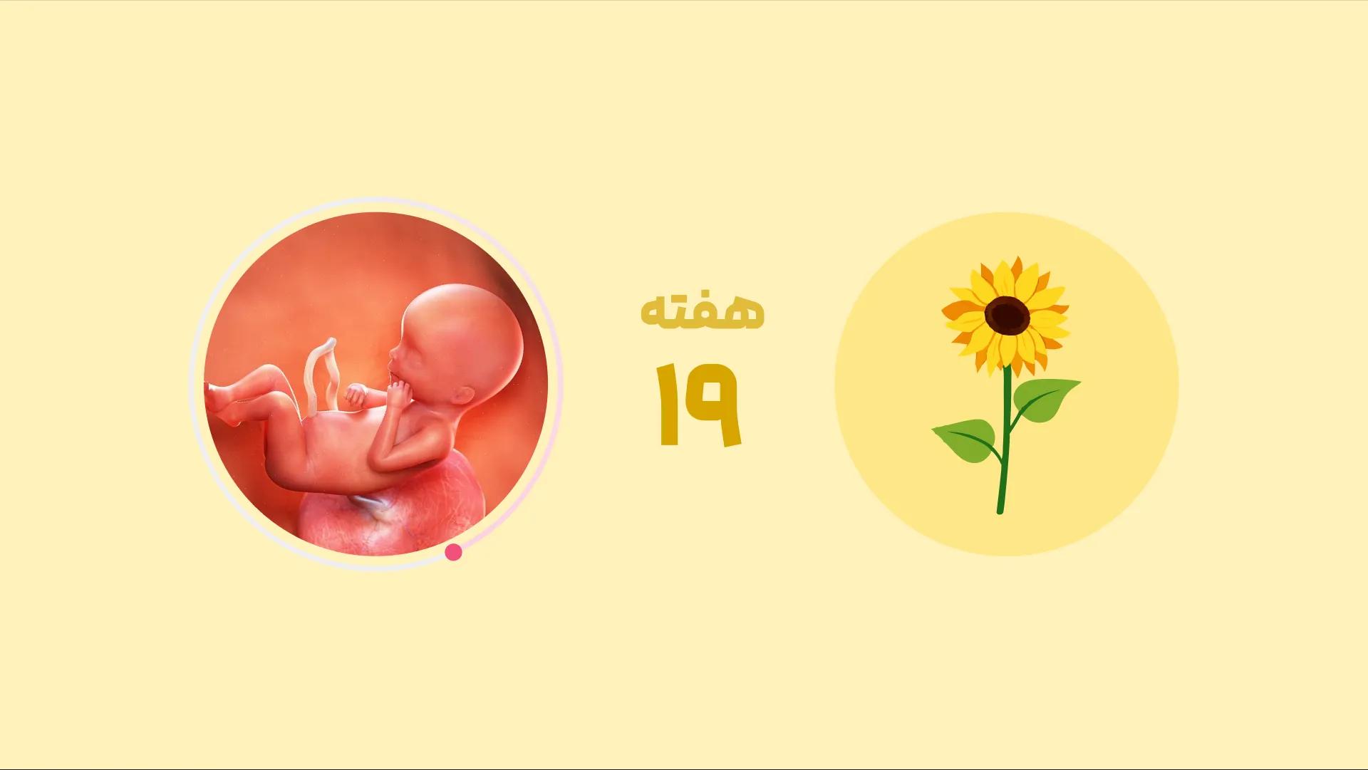 هر آنچه باید درباره‌ی هفته نوزدهم بارداری بدانید!