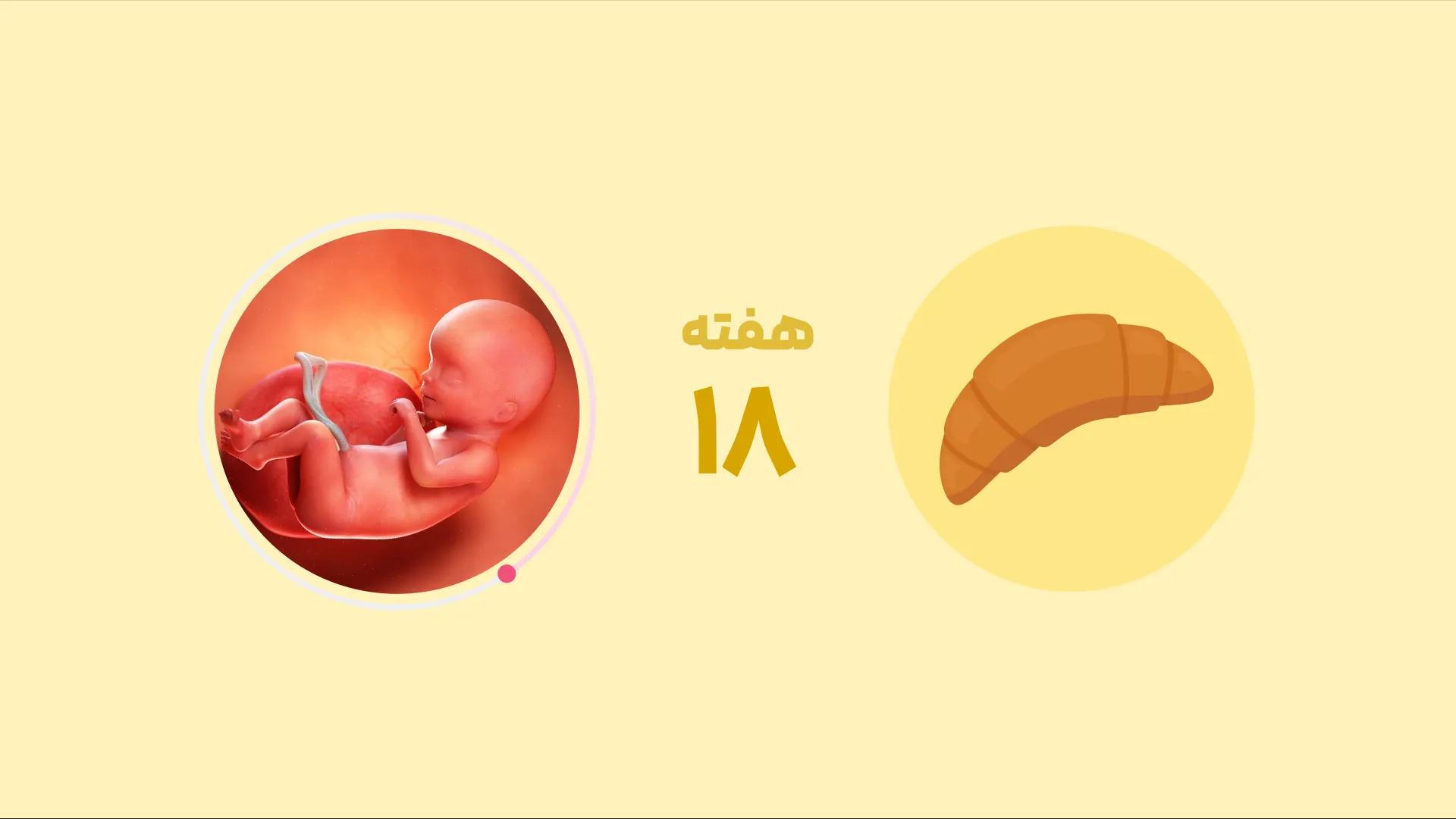 هفته هجدهم بارداری