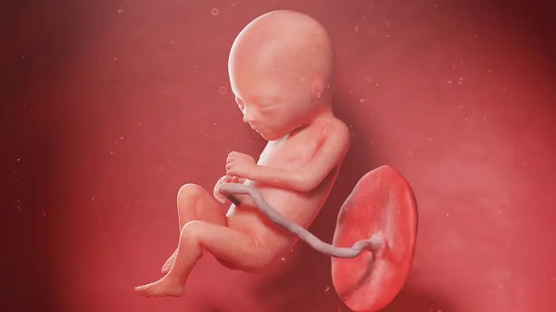 راهنما ماه چهارم بارداری: اصلی‌ترین ماه تشکیل زیبایی جنین!