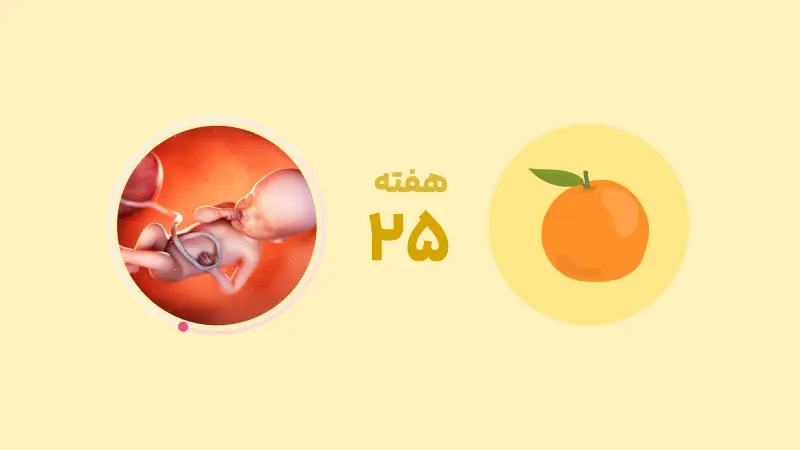 راهنما کامل هفته بیست و پنجم بارداری