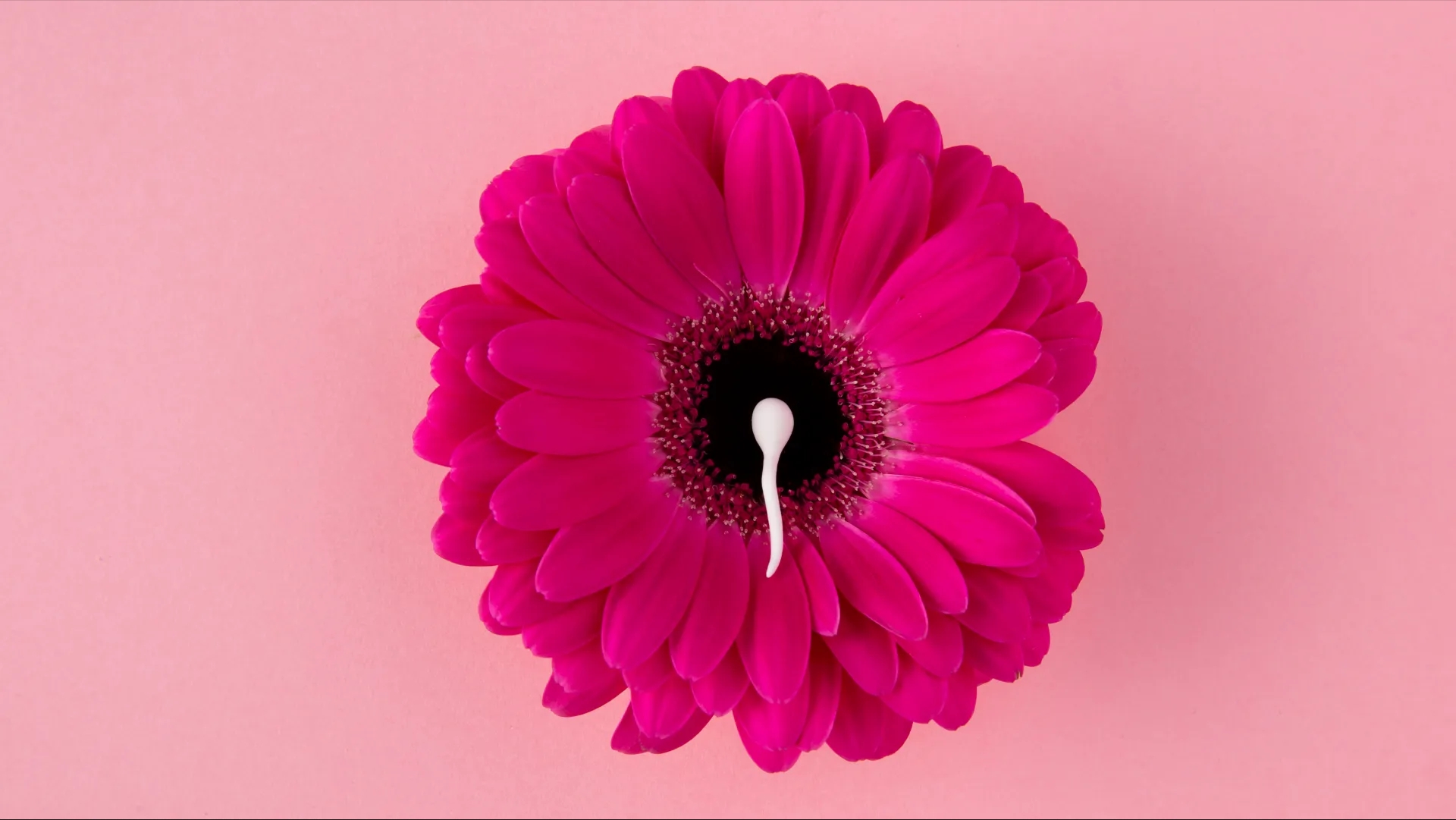 چند روز بعد از پریود احتمال بارداری وجود دارد؟ 