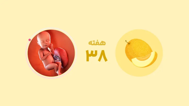 راهنمای کامل هفته ۳۸ بارداری: از علائم تا زایمان
