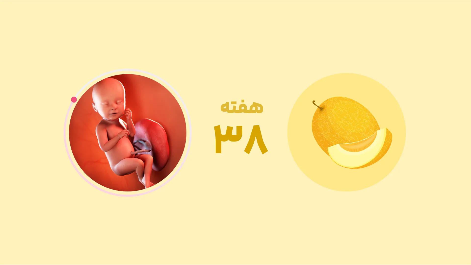 هفته ۳۸ بارداری