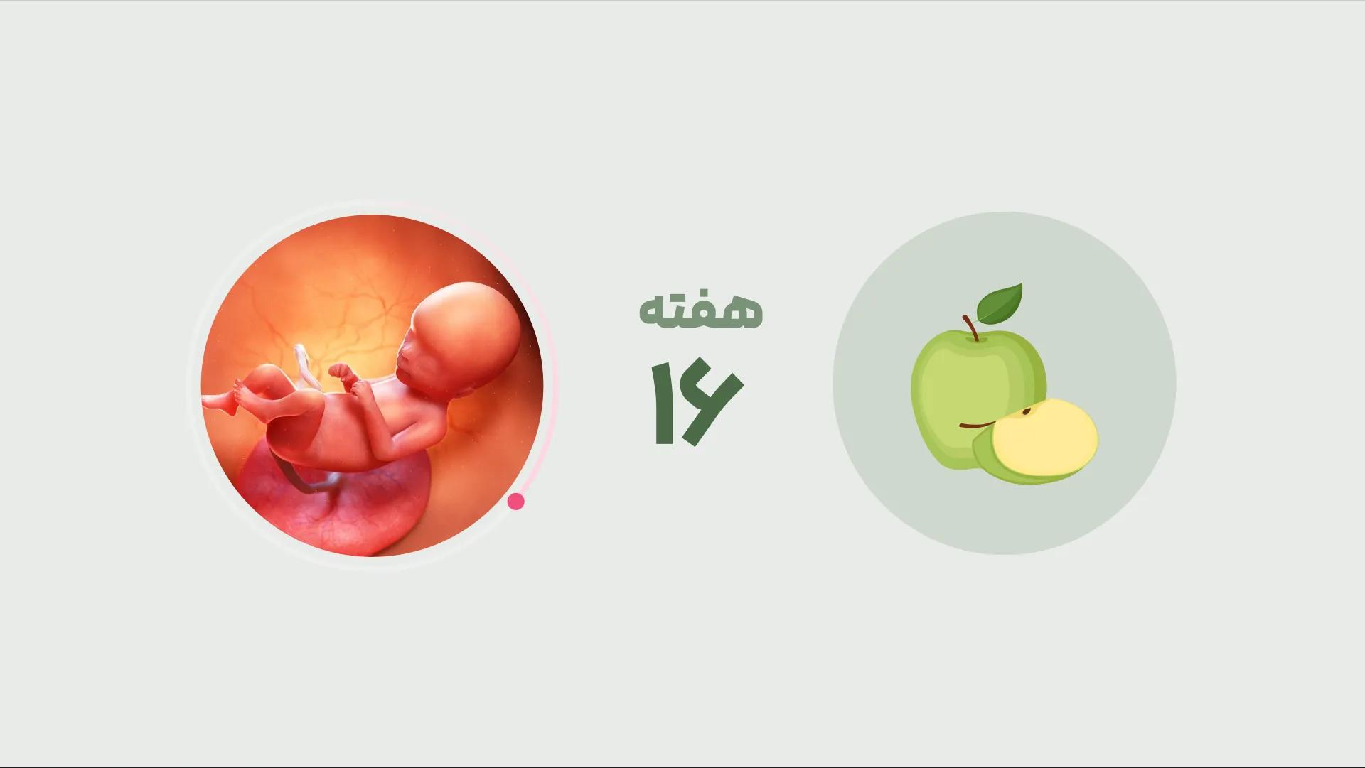 راهنما کامل هفته شانزدهم بارداری