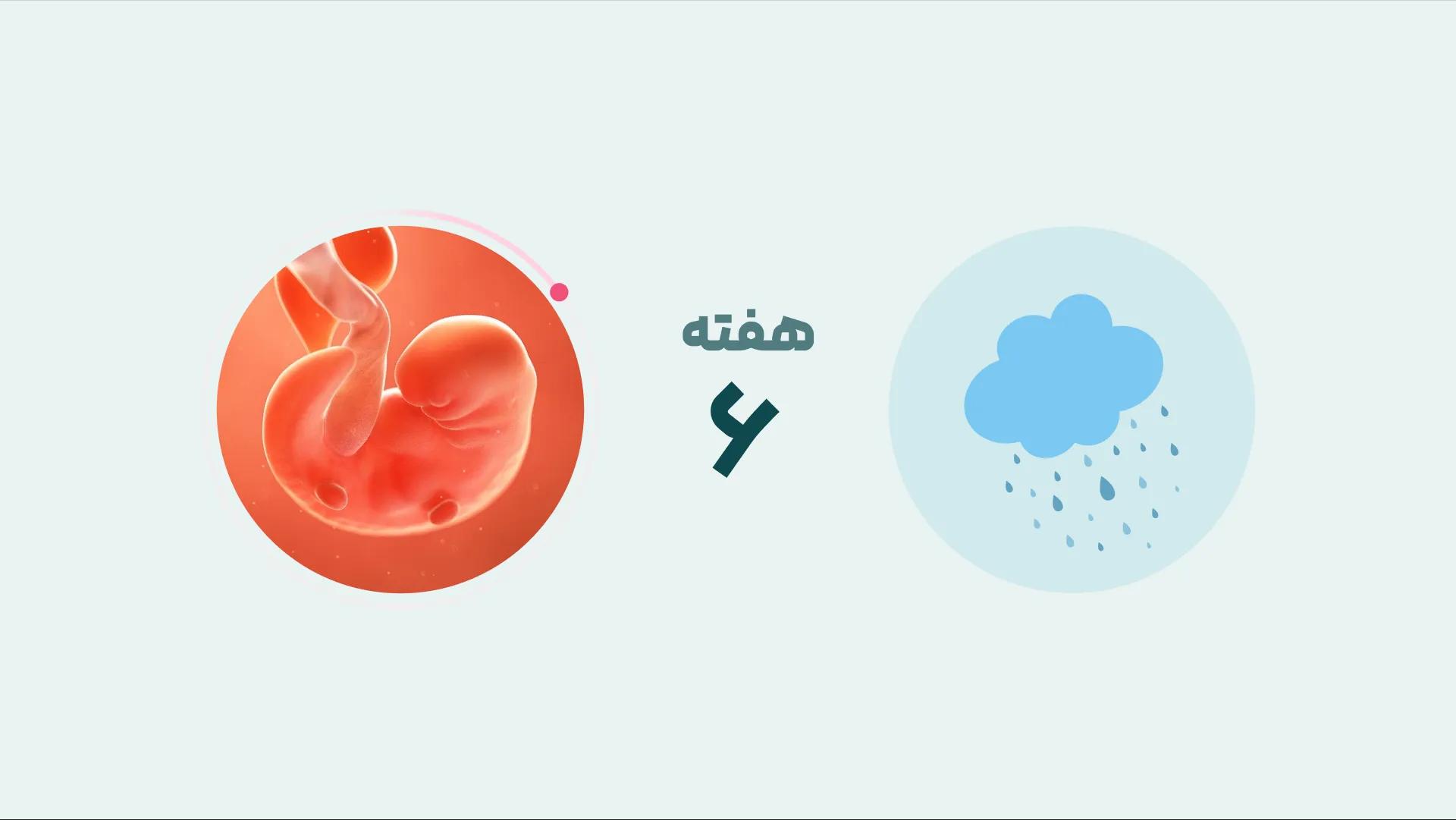 هفته ششم بارداری