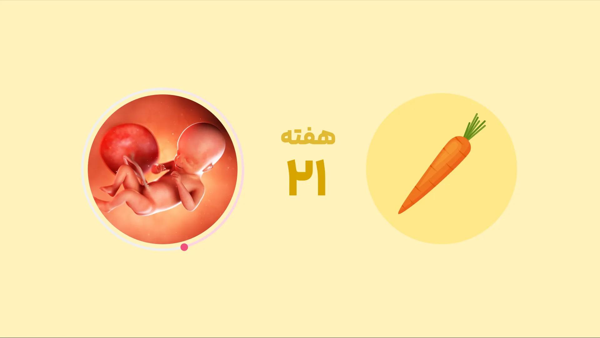 هفته بیست ‌و یکم بارداری: تغییرات بدن، رشد جنین و نکات مهم