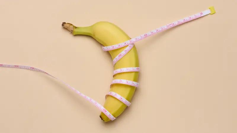آلت تناسلی