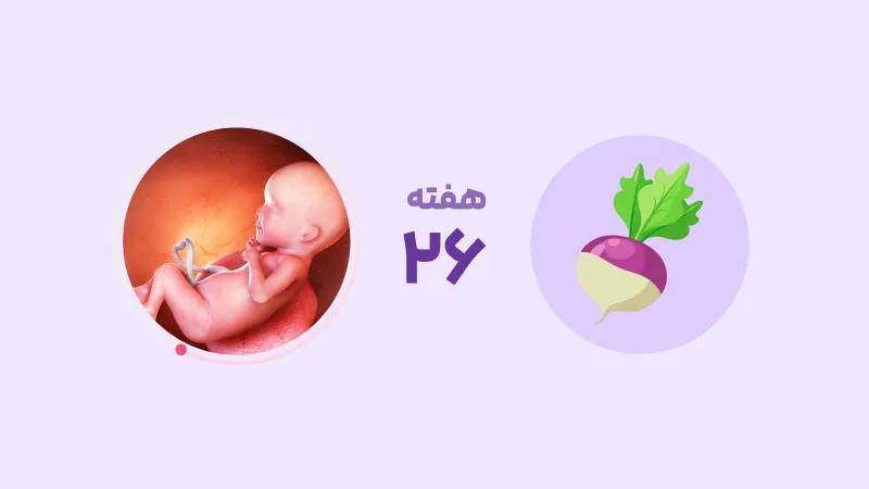 هفته 26 بارداری