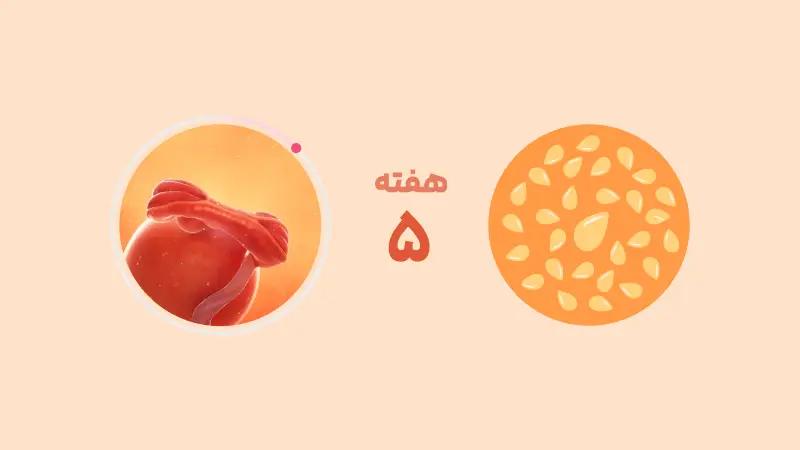 هفته پنجم بارداری