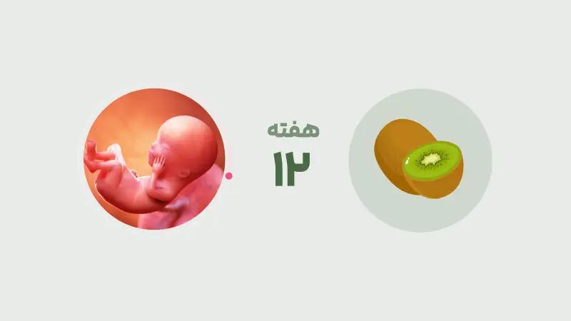 هفته دوازدهم بارداری