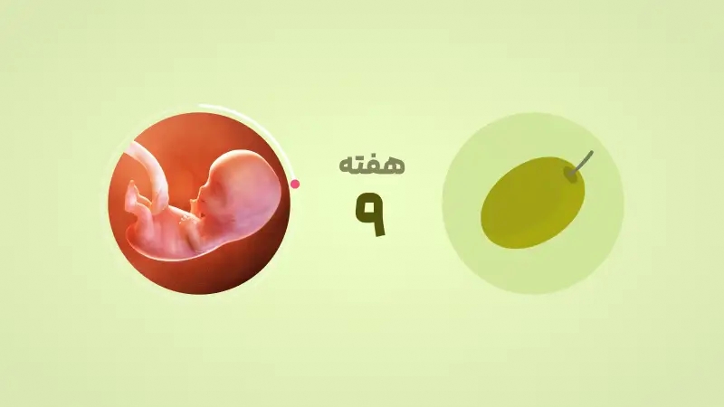 هفته نهم بارداری: علائم مادر و جنین، خطر سقط و مراقبتهای لازم