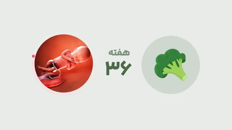 هفته ۳۶ بارداری: راهنمای کامل برای مادران باردار