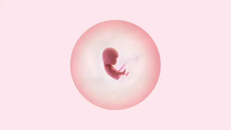 تفاوت جنین دختر و پسر در سونوگرافی هفته 12