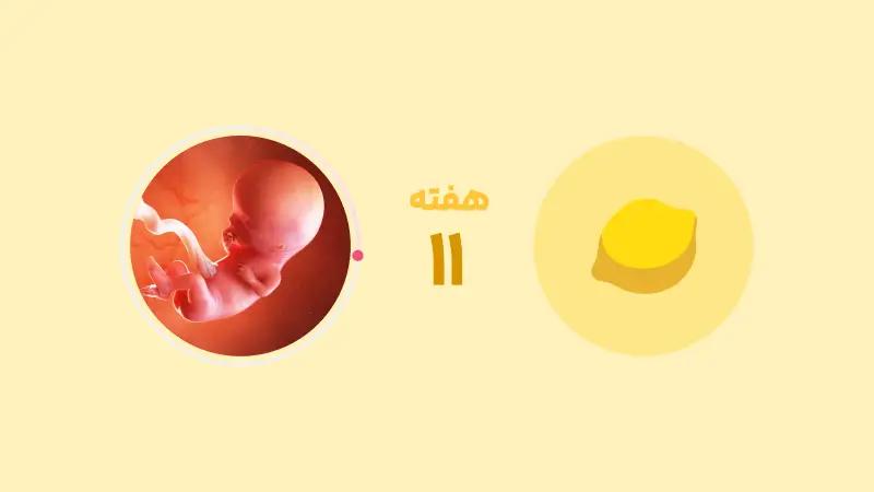هفته یازدهم بارداری