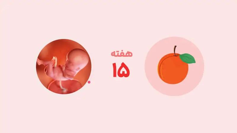 هفته پانزدهم بارداری