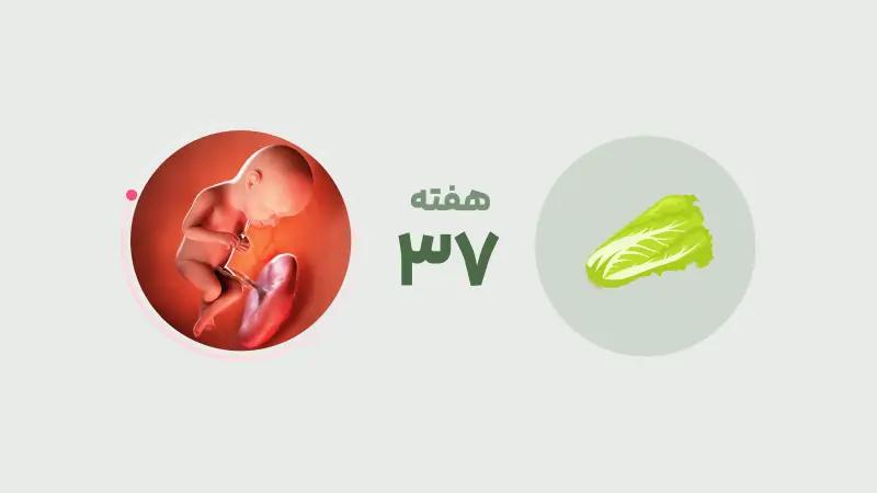 هفته 37 بارداری