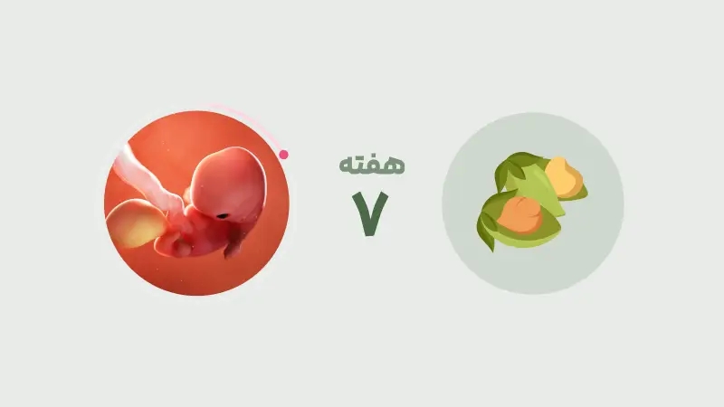 راهنما کامل هفته هفتم بارداری