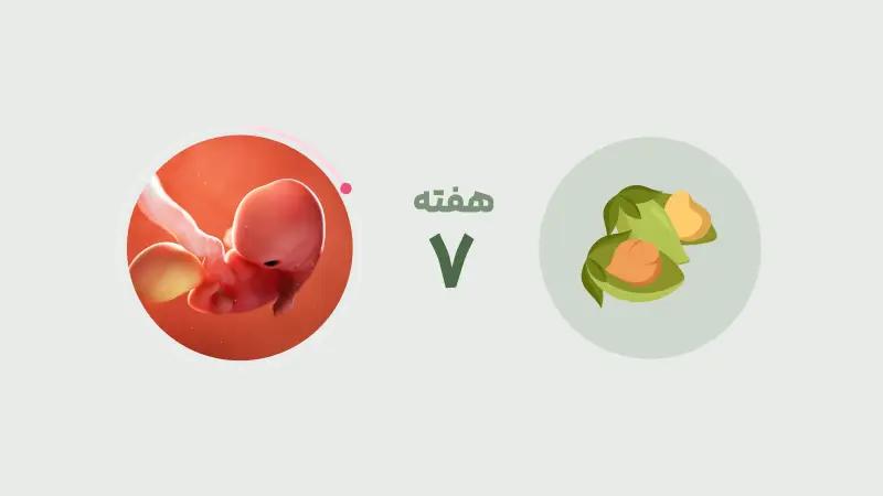 هفته هفتم بارداری