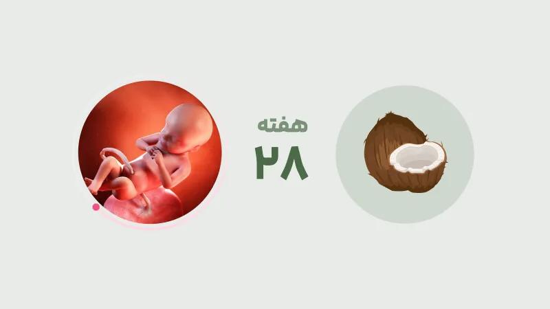هفته 28 بارداری