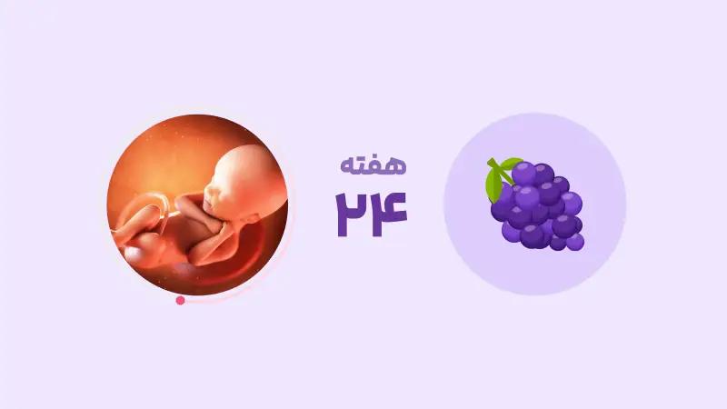 هفته بیست و چهارم بارداری