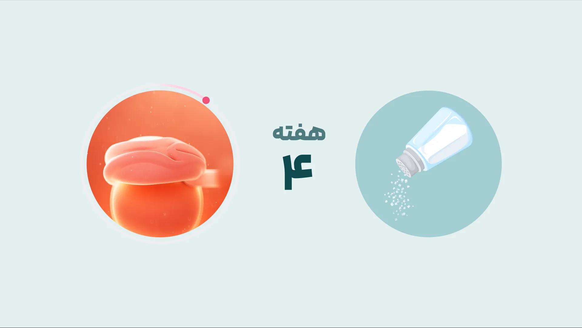 هفته چهارم بارداری