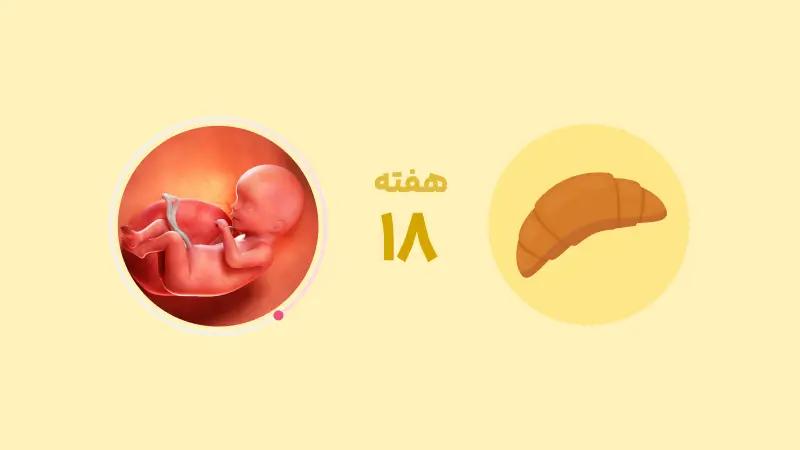 هفته هجدهم بارداری