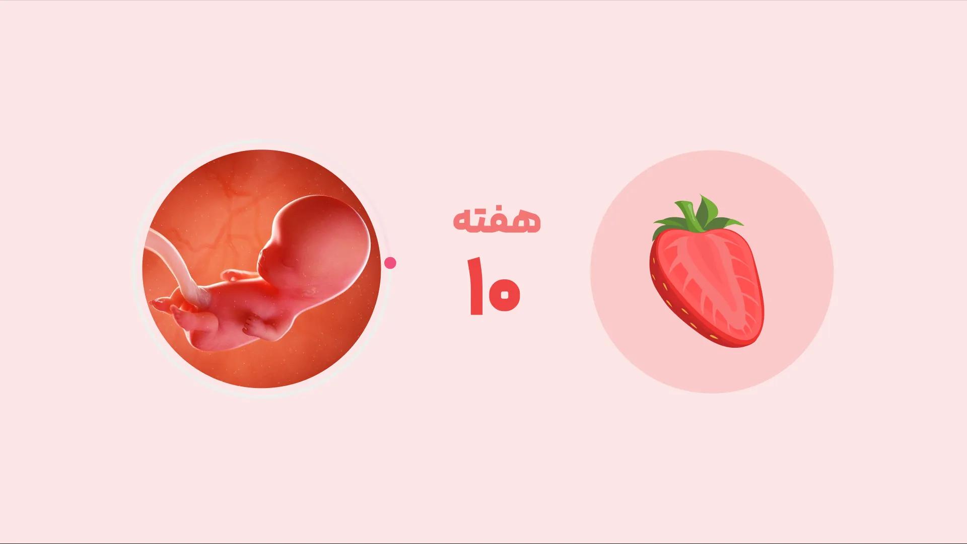 هفته دهم بارداری