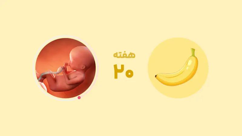 هفته بیستم بارداری