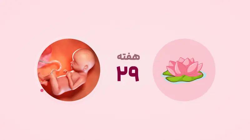 هفته بیست و نهم بارداری