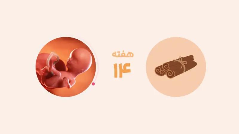 هفته چهاردهم بارداری